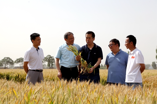 新品种扮靓安阳现代农业试验示范基地 农业科学研究结硕果