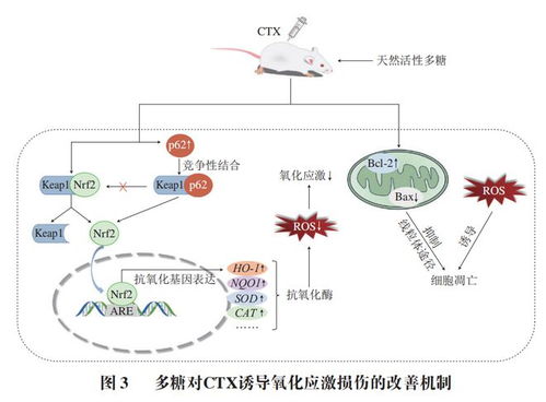 多糖精制与环磷酰胺减毒增效机制研究进展——基于河北农业大学郭明珠副教授团队相关工作