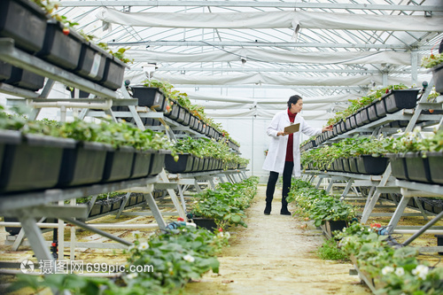 草莓科研实录 从现象观察到机理探索