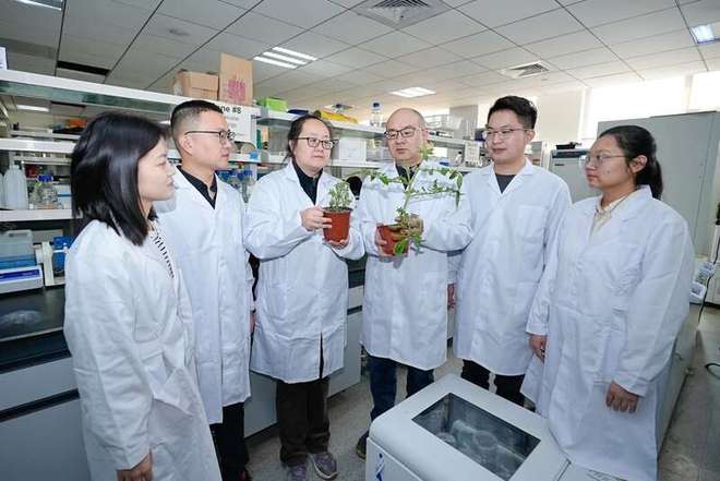 山东农业大学科研团队揭秘病毒&ldquo;诡计&rdquo; 为蔬菜抗病育种开辟新思路